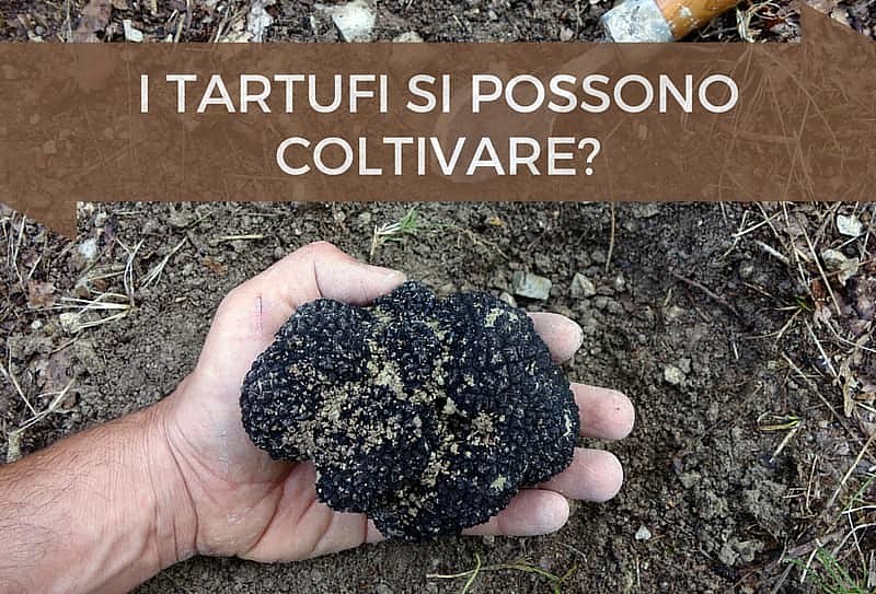 Coltivare tartufi: si può?