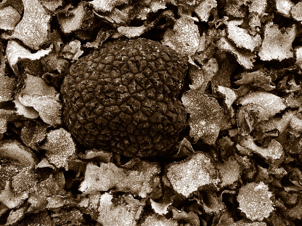 Tartufi Umbria varietà