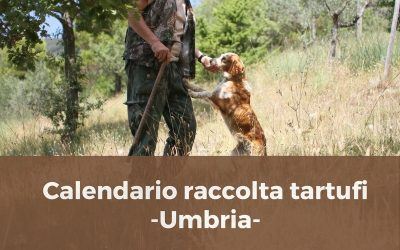 Calendario raccolta tartufi in Umbria: regole e divieti.