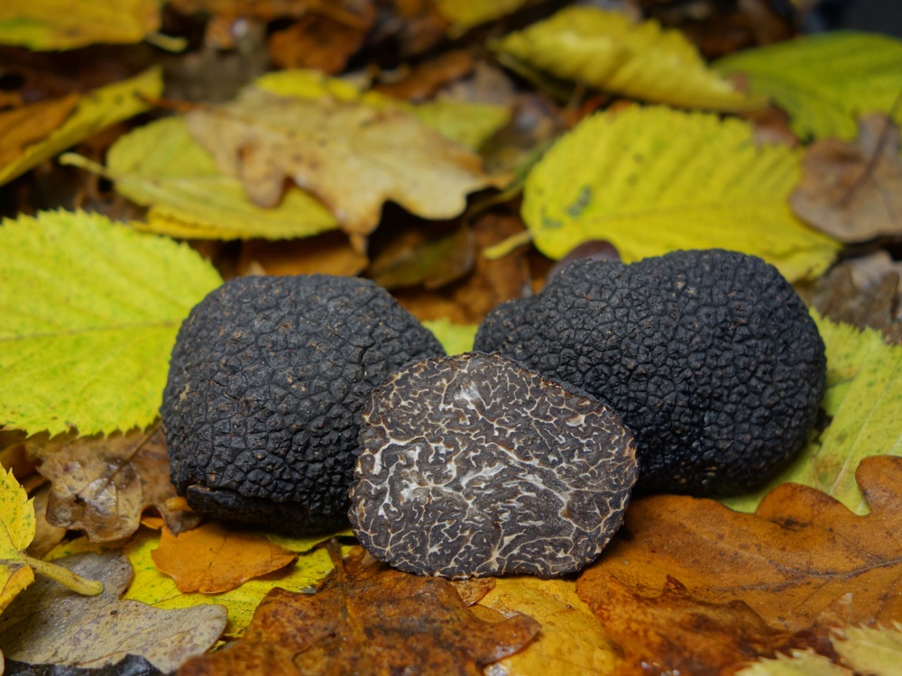 tartufo nero pregiato
