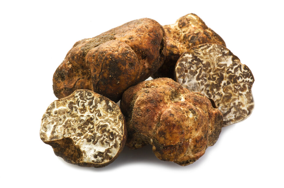 Quanto Costa 1 Kg Di Tartufo Bianco