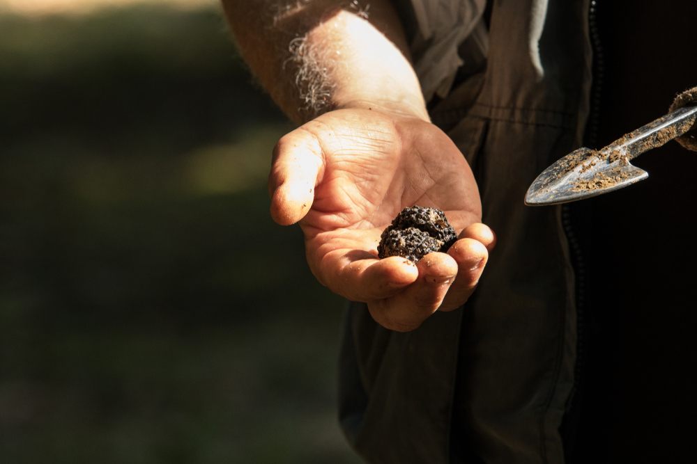 tartufo estivo